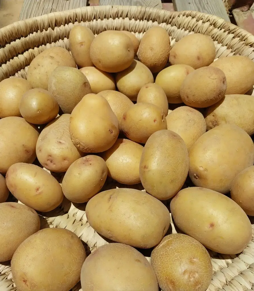 Organic Potato