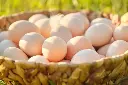 Chicken eggs