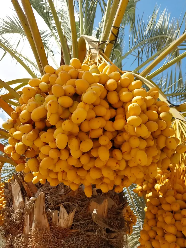 Barhi dates (kg)