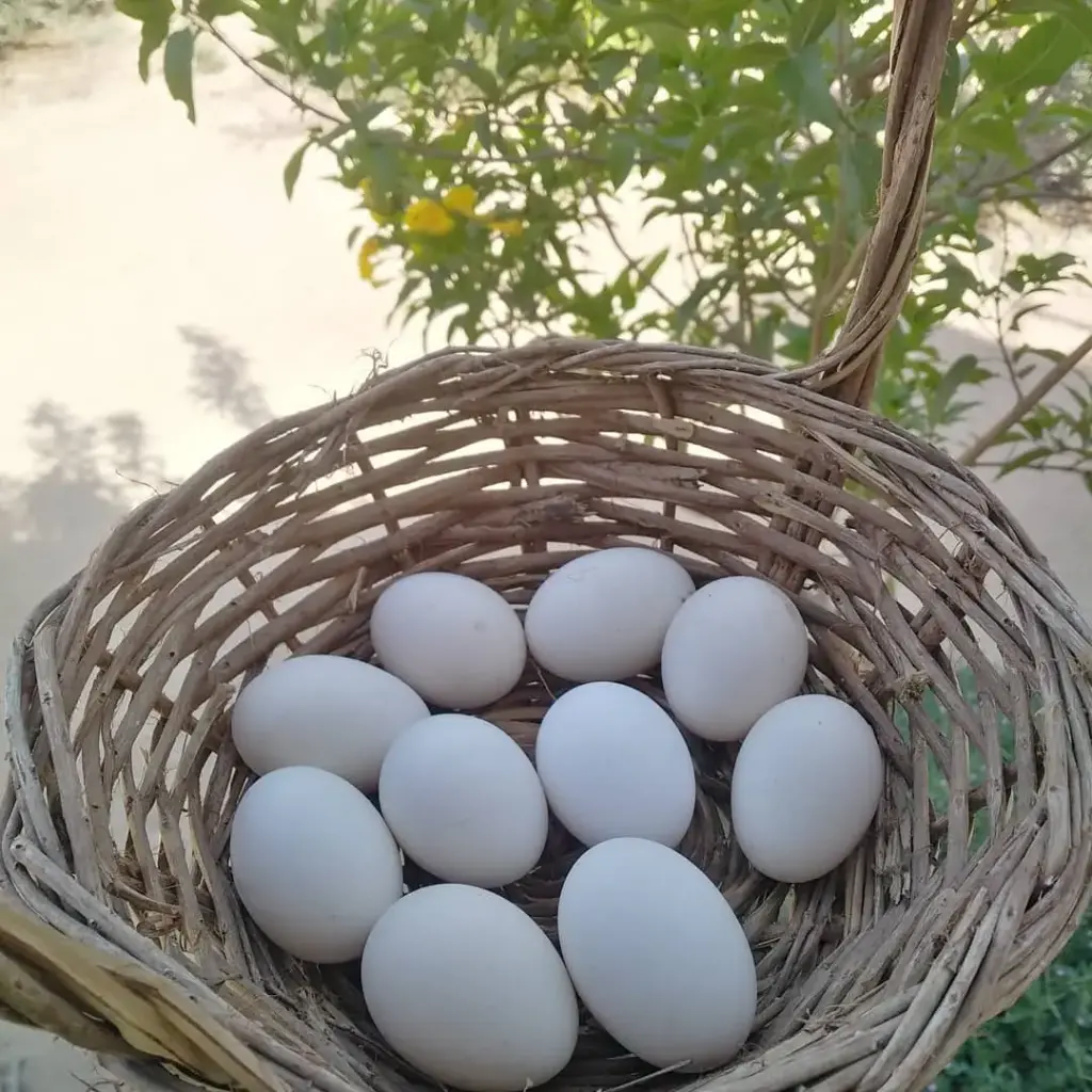 Balady chicken eggs | wiiwiisfarm